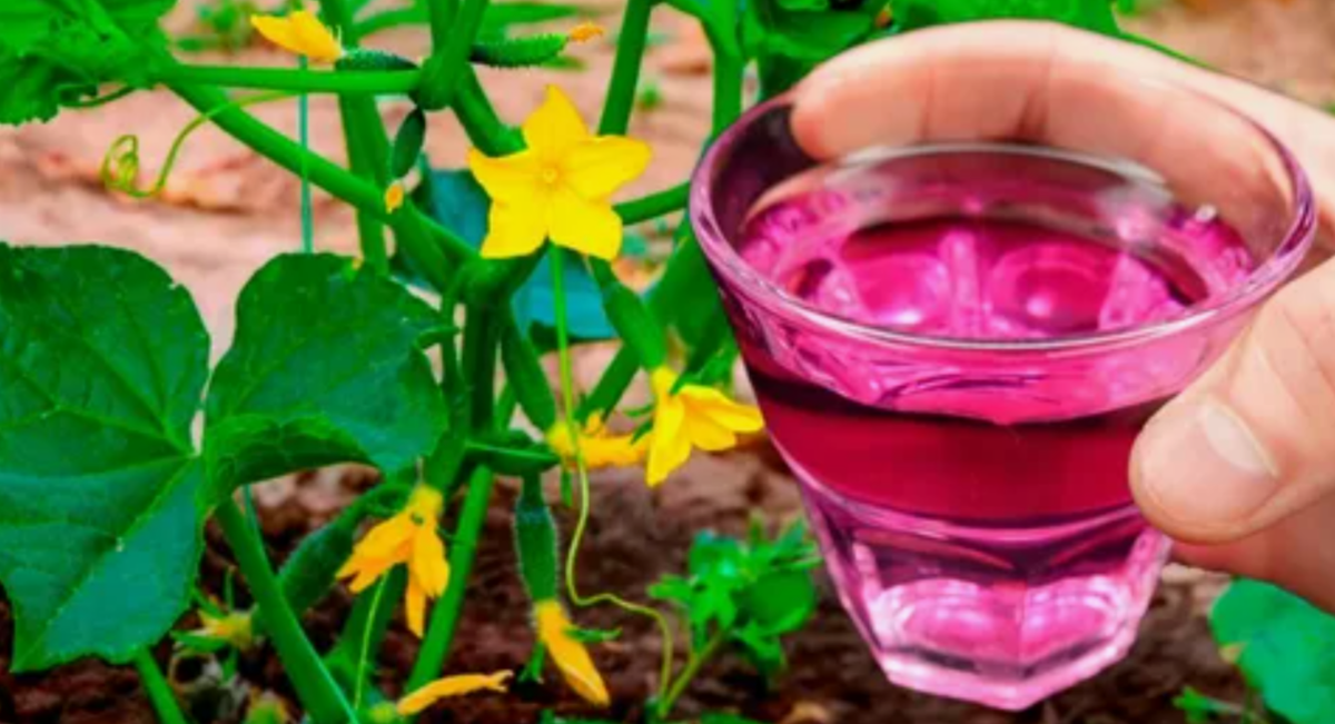 борная кислота и марганцовка