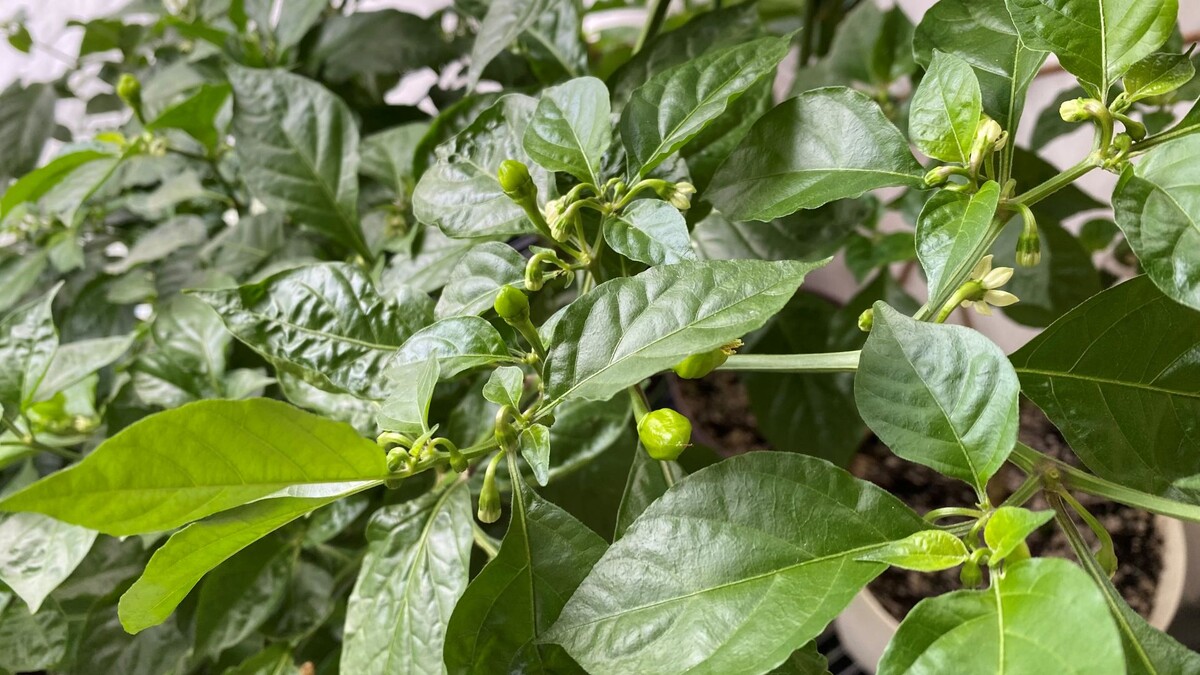 Цветем и завязываемся!