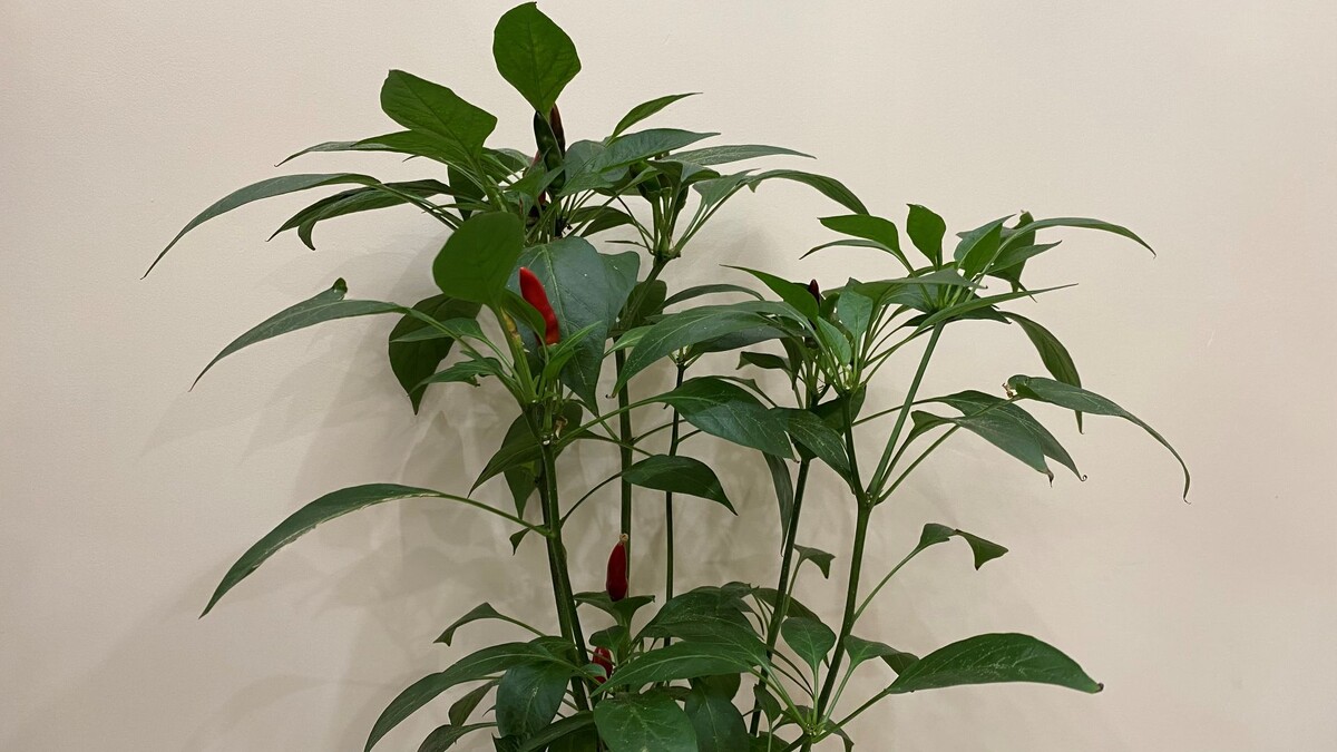 Жиденький урожай