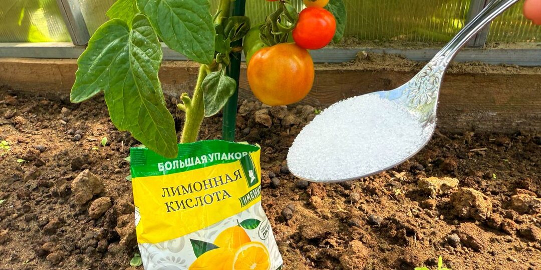☝️🍋ЗАЧЕМ ПОМИДОРАМ И ГОРТЕНЗИИ НУЖНА ЛИМОННАЯ КИСЛОТА.