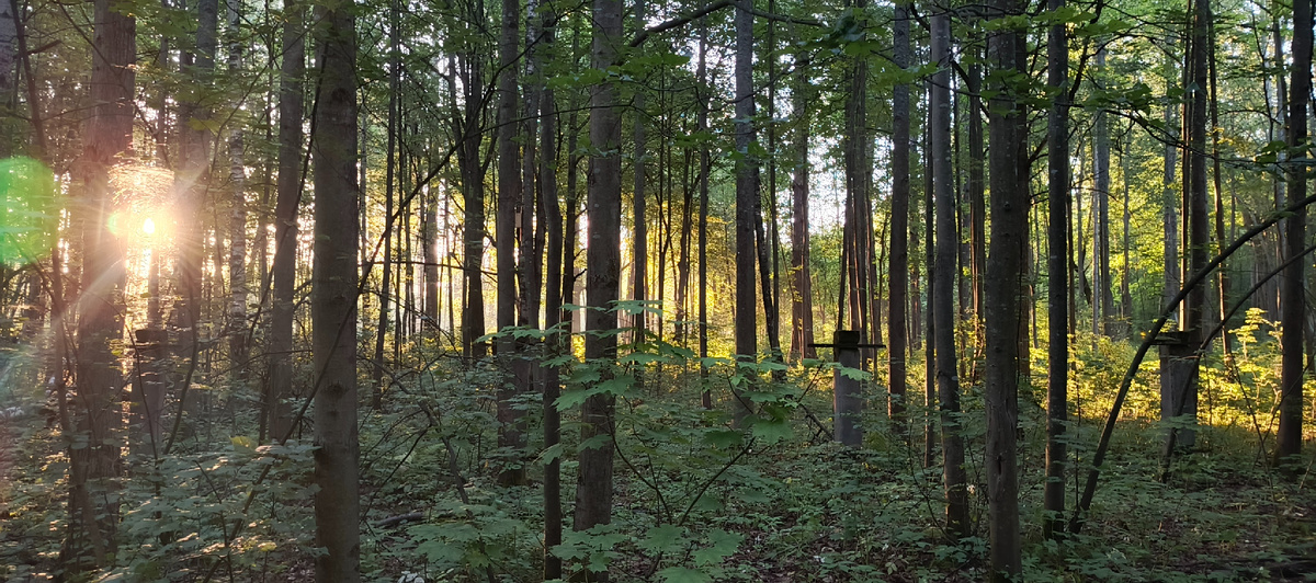 На рассвете в 4:42 в лесу около парка, оранжевое солнце😊