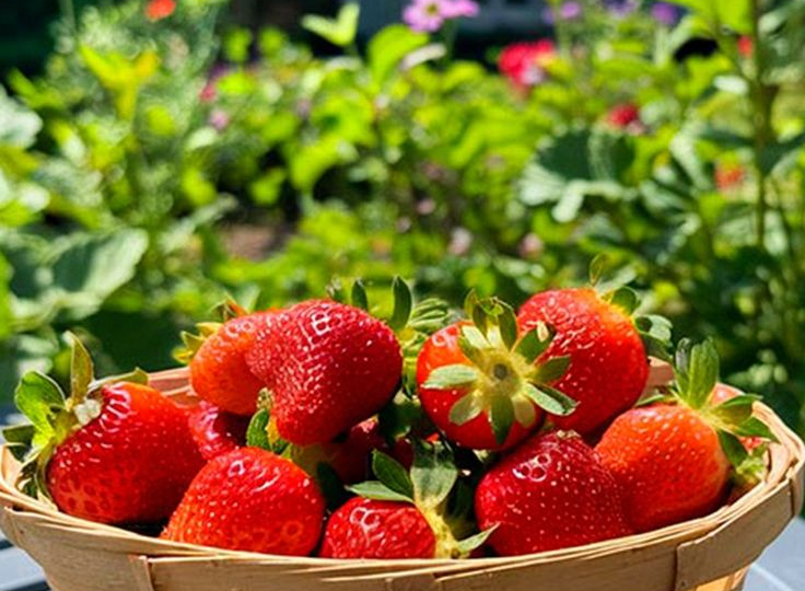 Подкормка клубники после плодоношения: как заложить урожай на следующий год