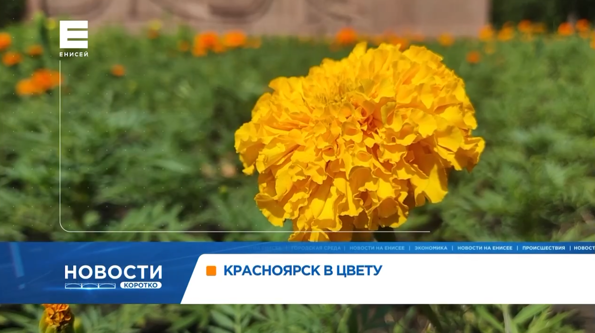     В городские клумбы Красноярска в июне высадили более 70 тысяч цветов