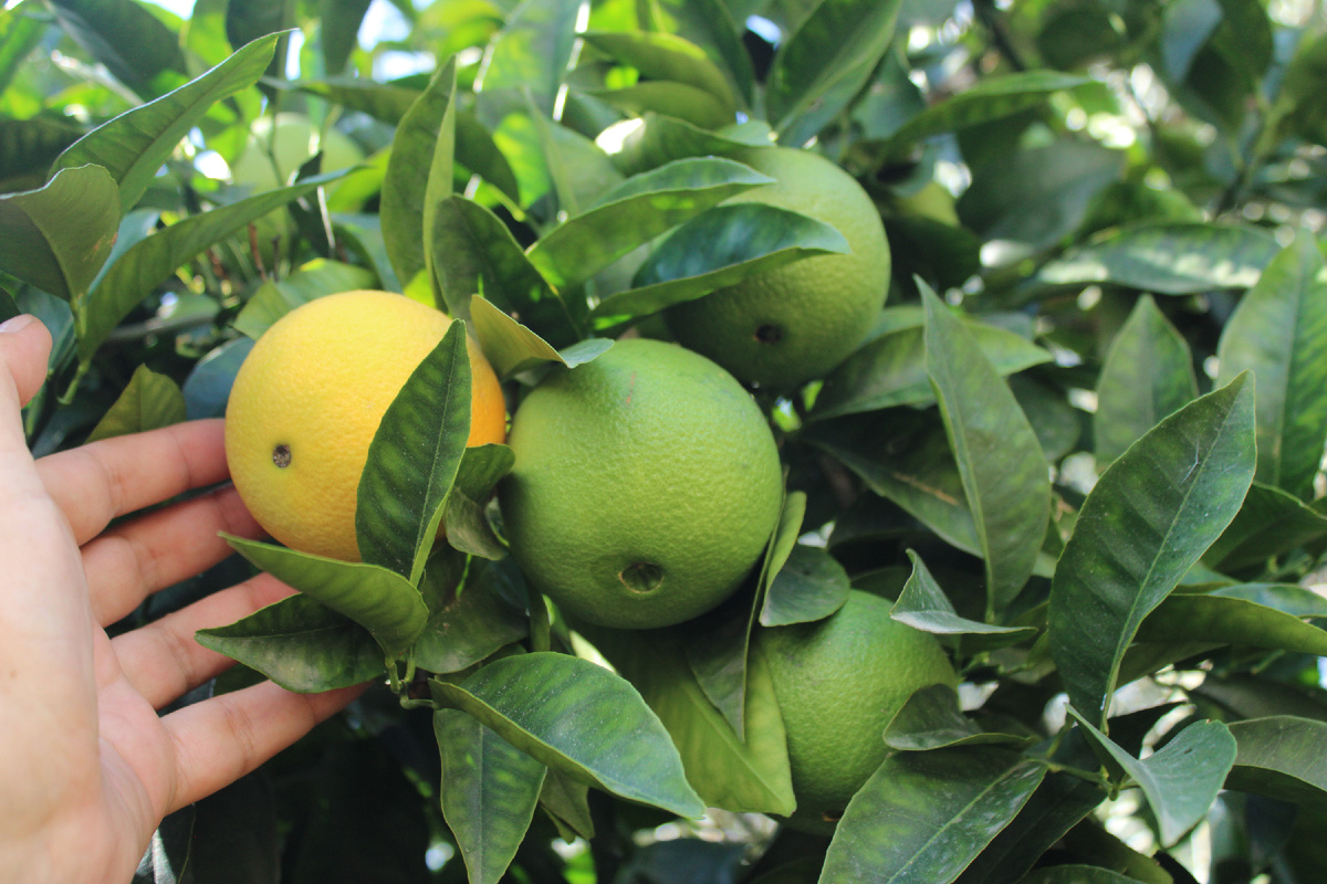 Руки сами тянутся!