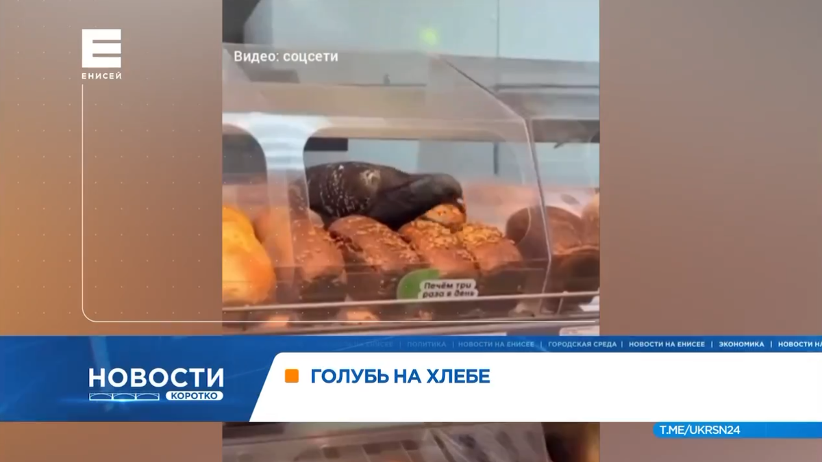     Красноярцев возмутил голубь, который клевал хлеб прямо с витрины магазина