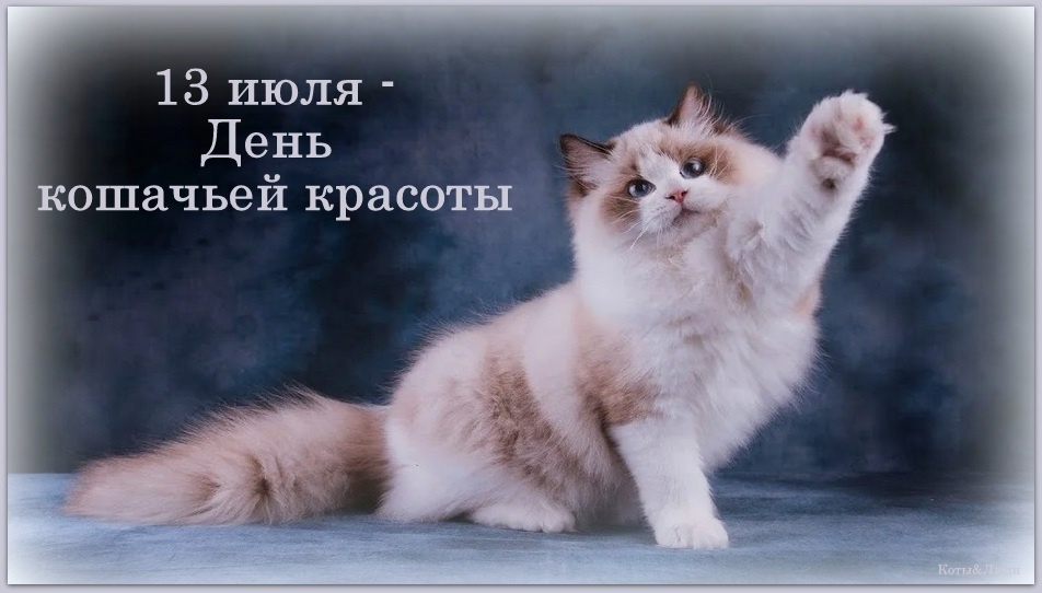 Коллаж автора. Использовано фото: play.google.com. Скриншот кескіні. Кот породы рэгдолл 