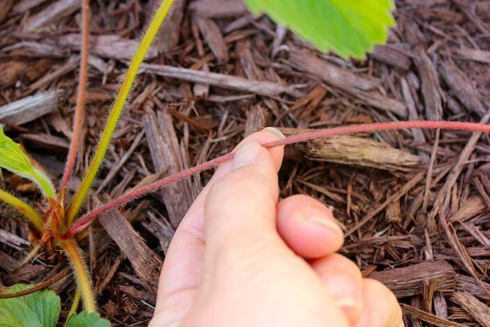Вот такие цветоносы необходимо удалить, их легко отличить по темному красно-коричневому цвету.