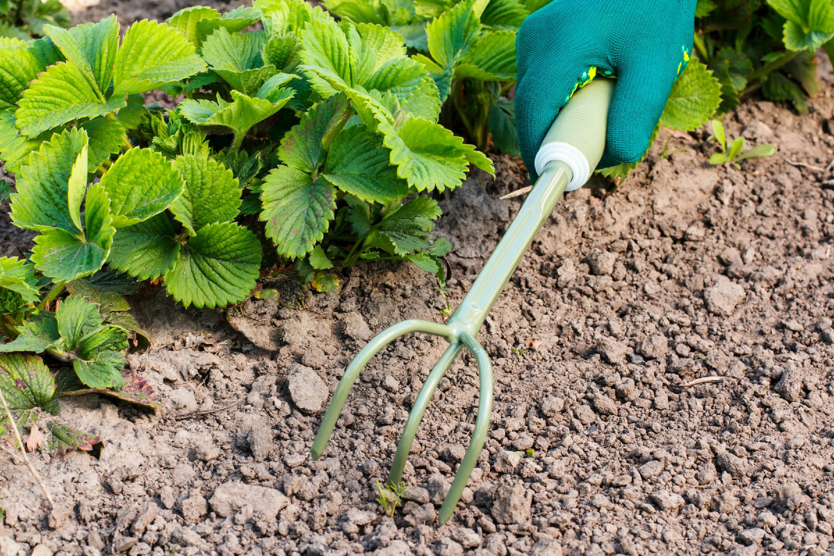 Старайтесь рыхлить только по влажной почве, после полива, аккуратно,  не задевая корней.