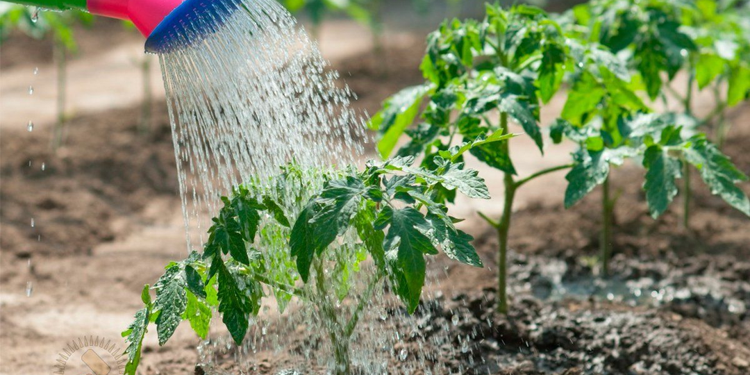 5 ошибок полива в июле, из-за которых пропадает урожай