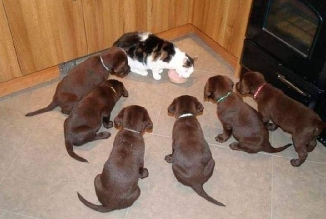 Война и мир на одной лежанке: Эти 15 снимков растрогают вас до слёз