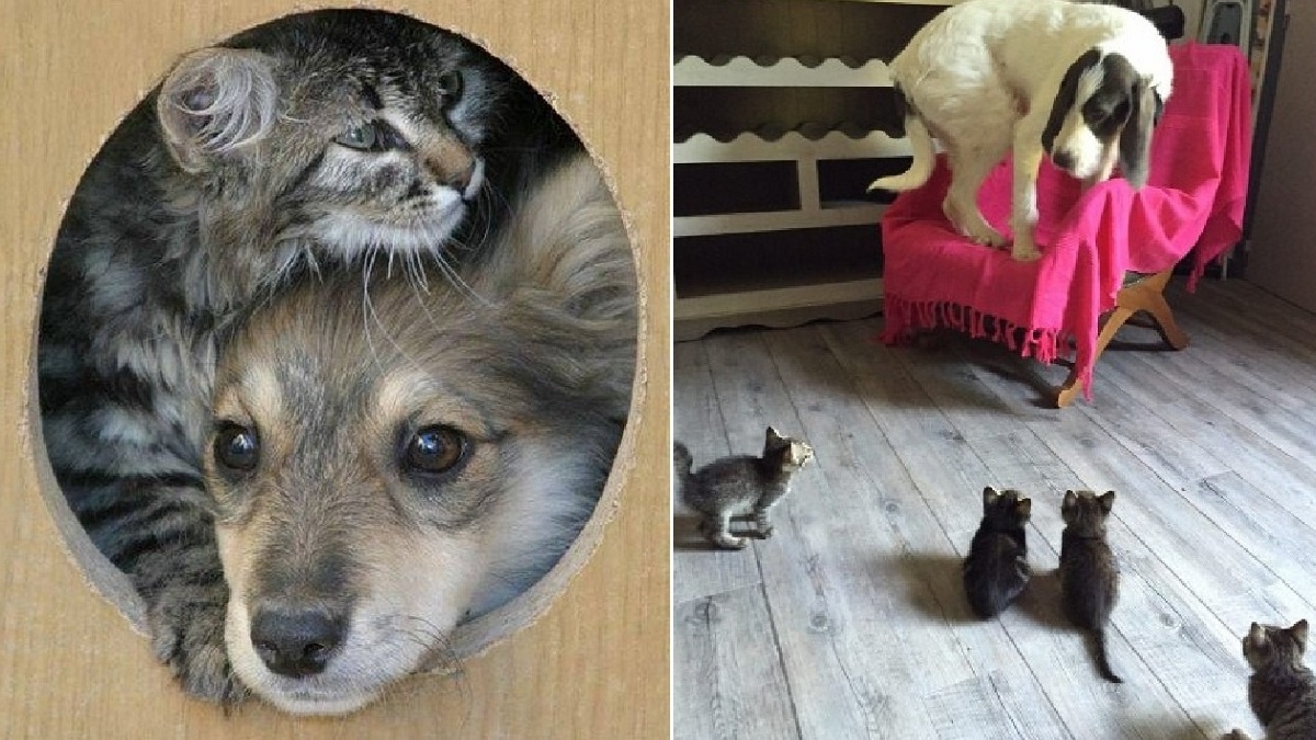 Война и мир на одной лежанке: Эти 15 снимков растрогают вас до слёз