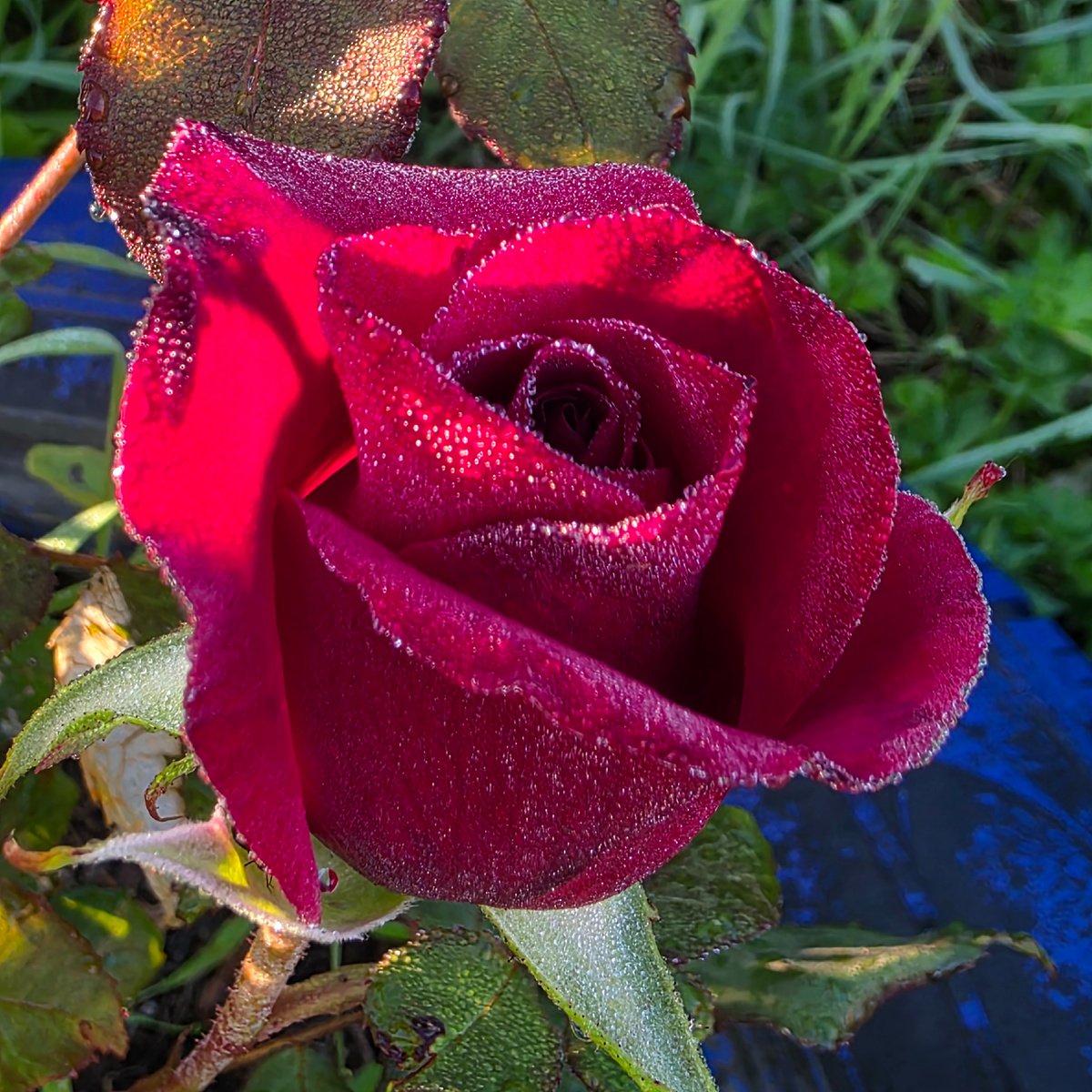 На юбилеи обычно дарят розы, вот и наша дача порадовала розовой красотой. Утро 16 июля 2025 года