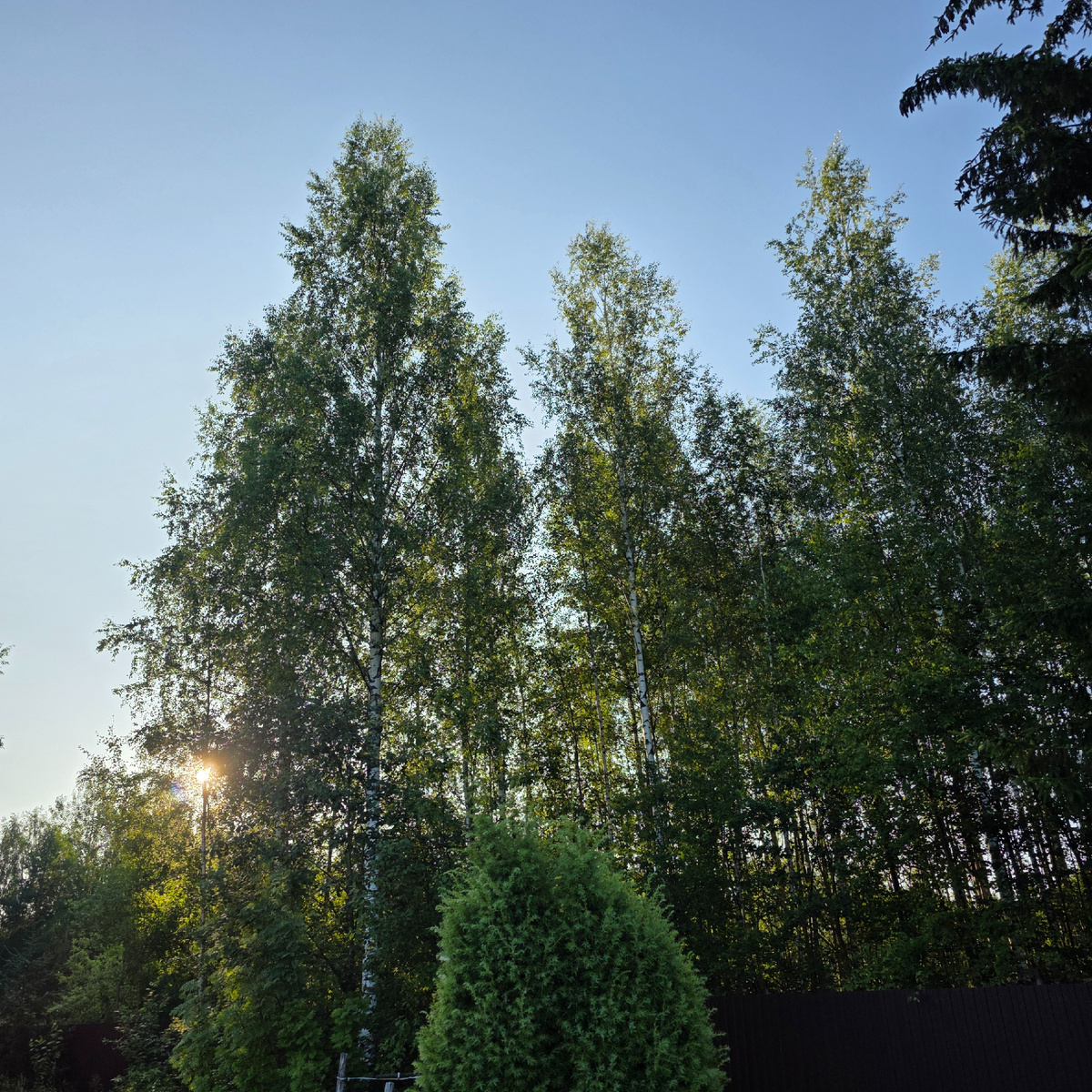 Утром сегодня на нашей даче. Пять лет назад моё утро выглядело несколько иначе