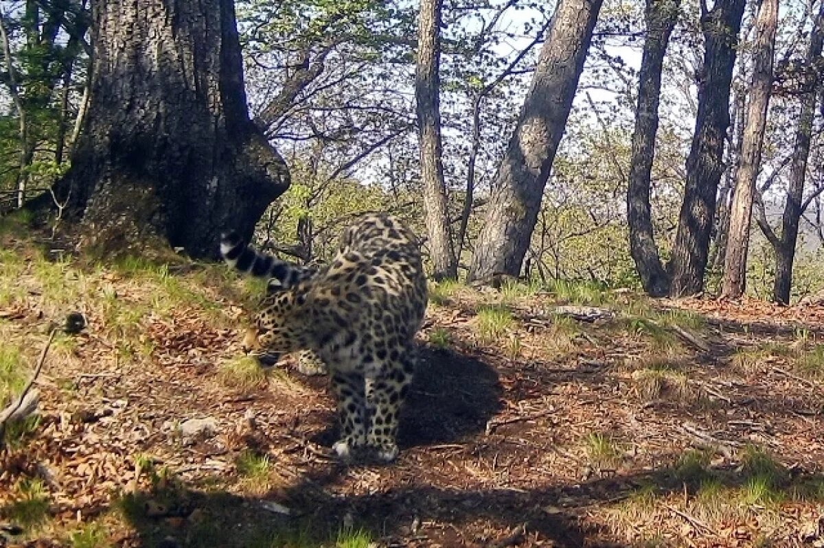    ВТБ подвел итоги конкурса по выбору имени для краснокнижного леопарда