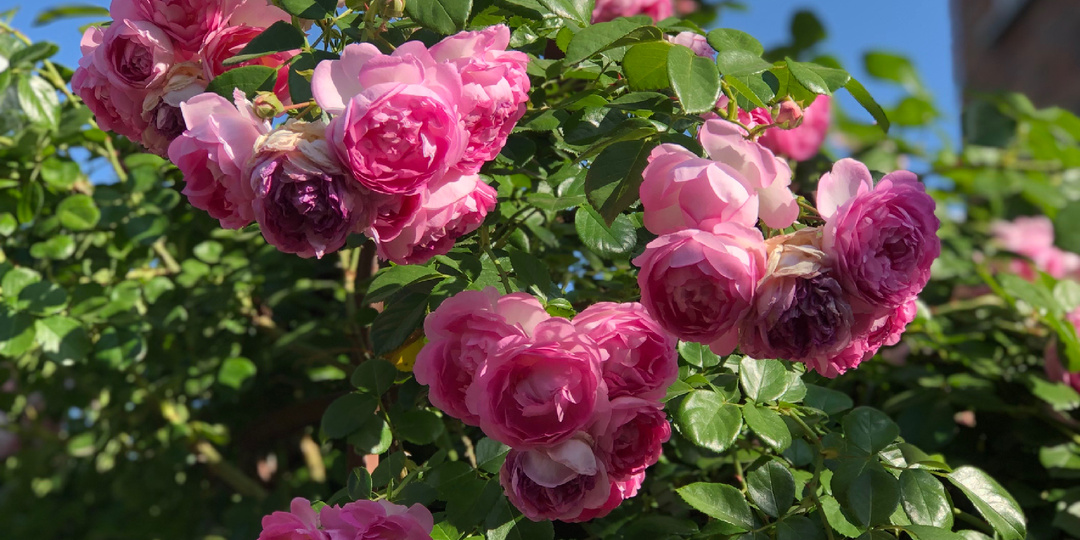 Плетистые розы. Любимые сорта. Роза номер 6.