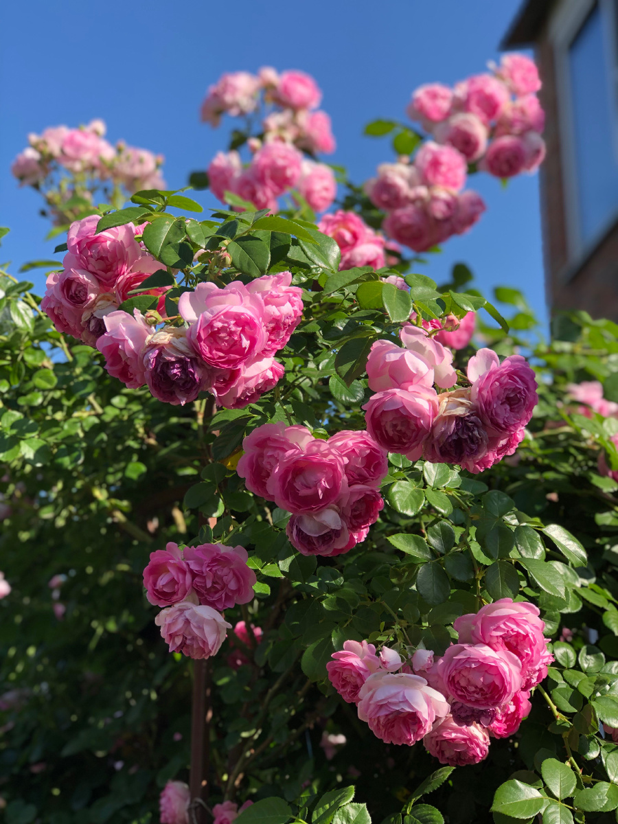 Роза Жасмина 