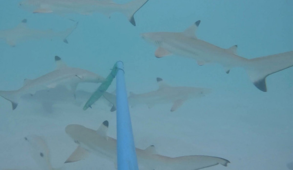 Фото: ежедневная газета Bangkok Post.