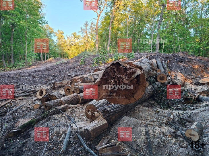    Фото: Пруфы.рф