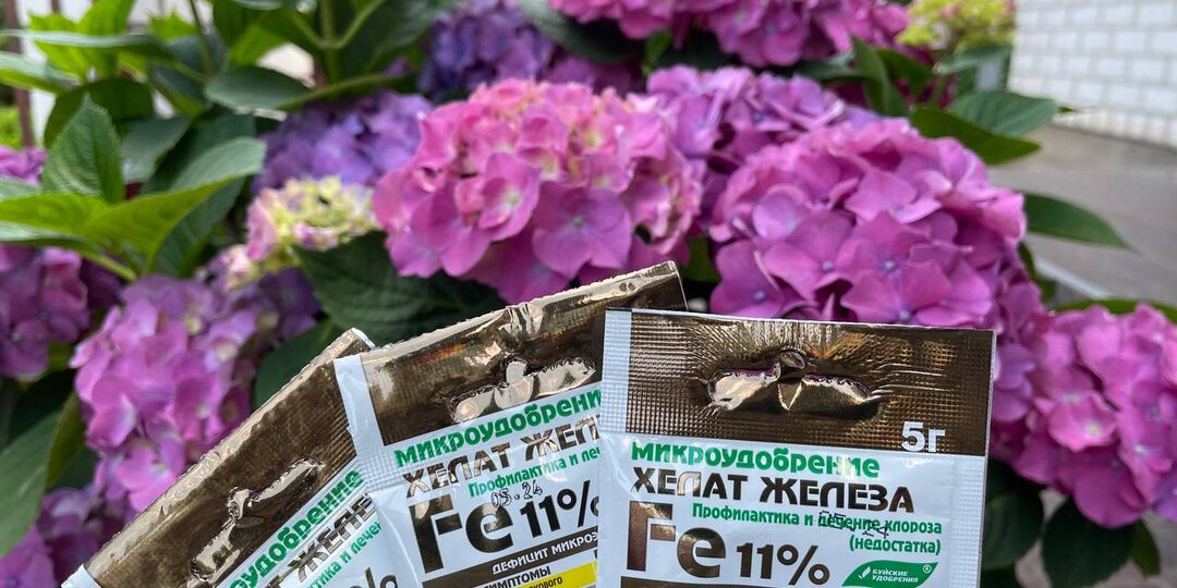 Хелат железа не устраняет хлороз у гортензий из-за 1 распространенной ошибки