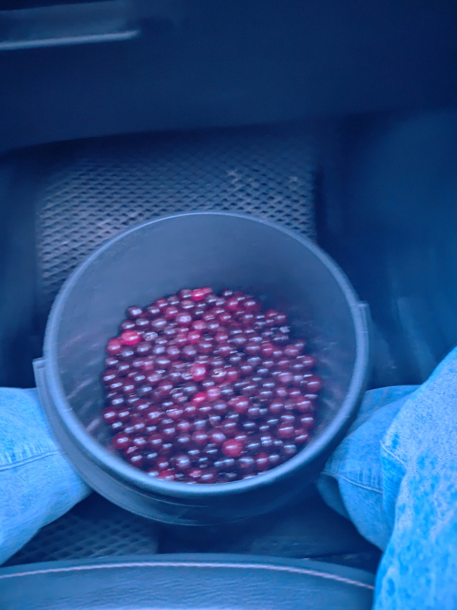 У меня вишня уже была без хвостиков 