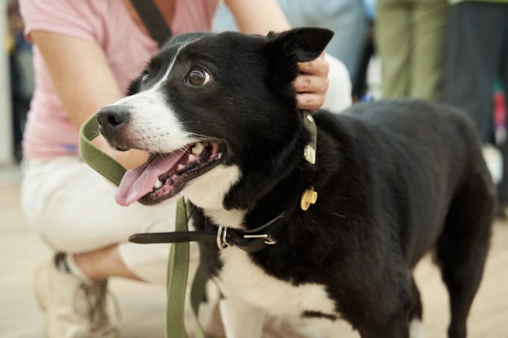    Фото: vk.com/vetsmol67 Елена Воронцова