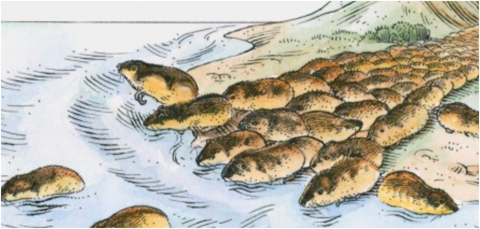 Лемминги встретили реку