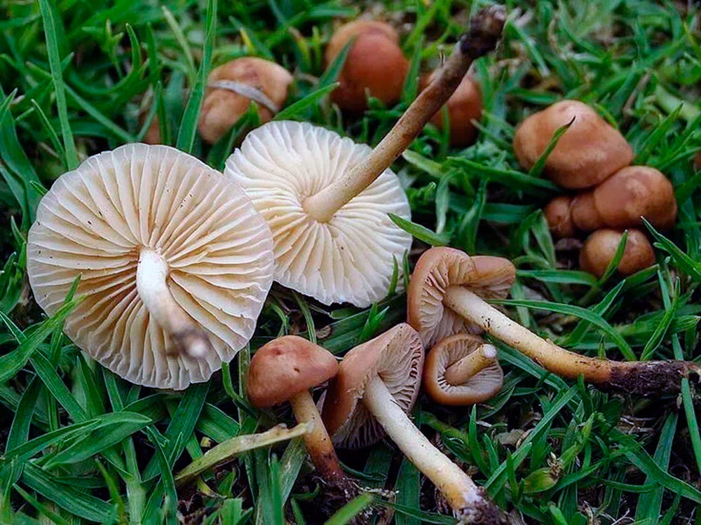 Луговые опята