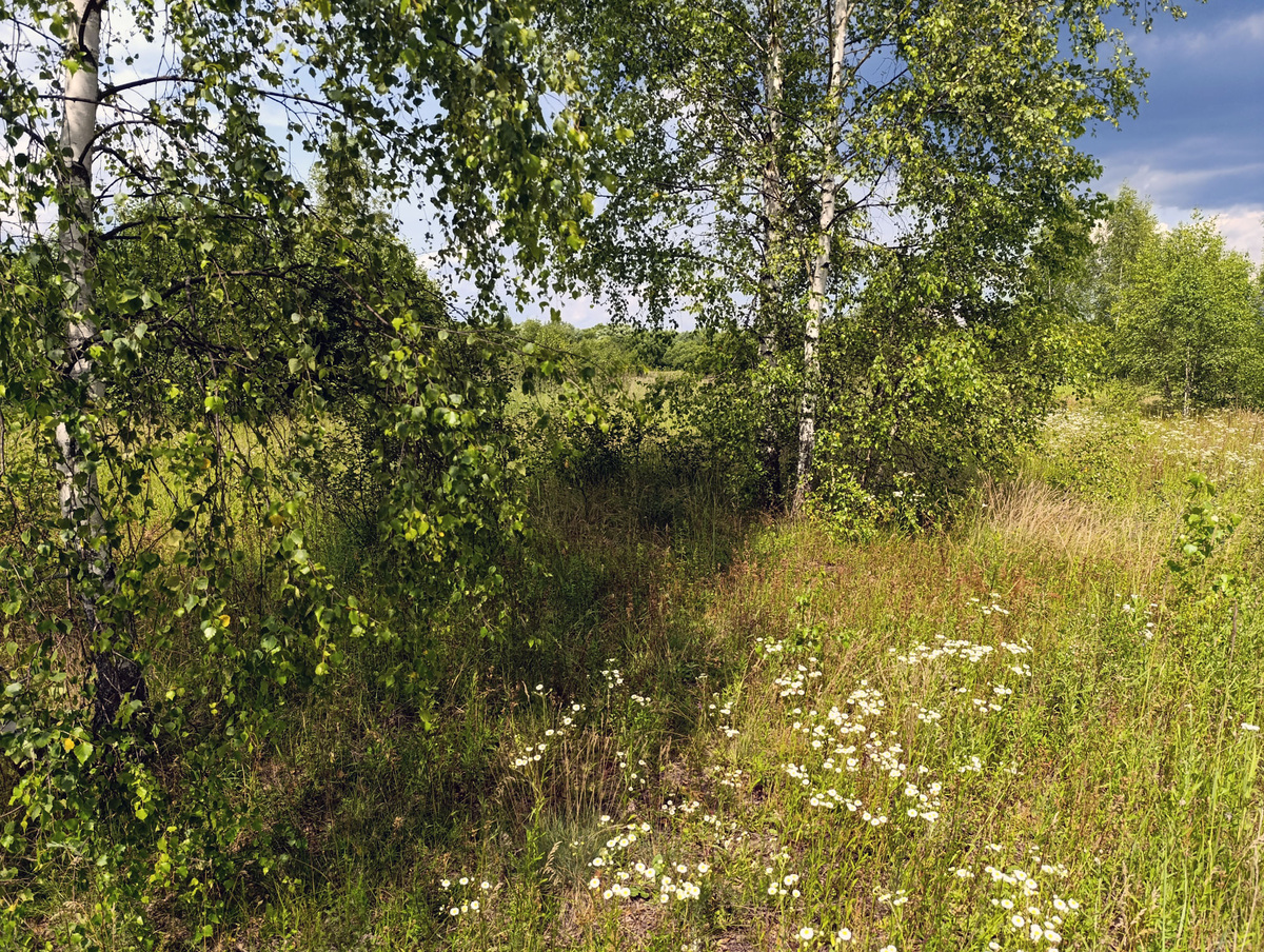 Березы на поле