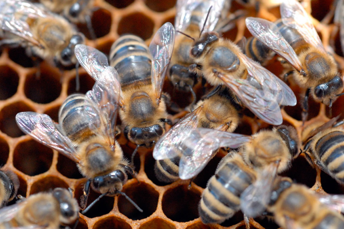 Муравьиная колония и пчелиный улей обретают новые качества, которых нет у отдельных особей