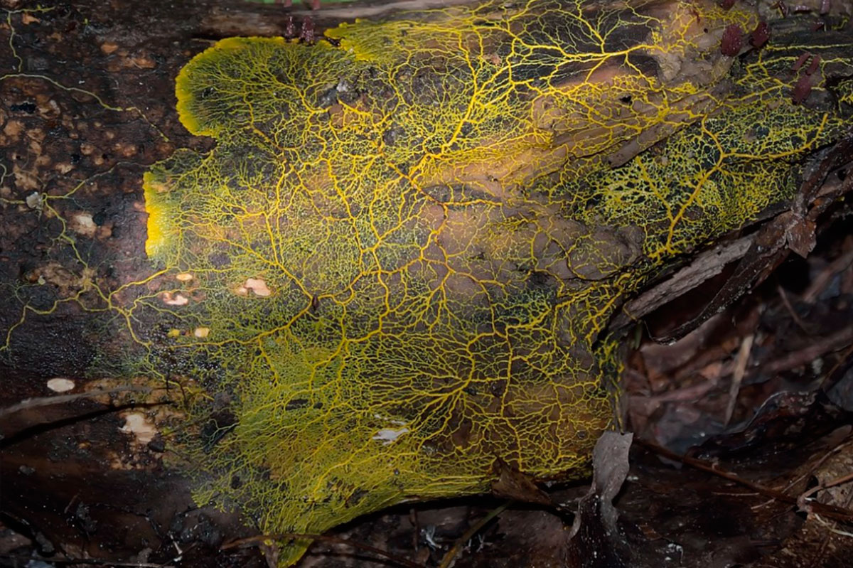 «Двигайся к еде», «Избегай пустых участков»