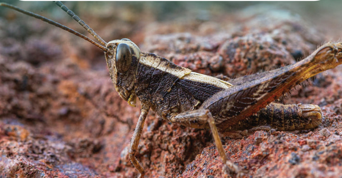 Кобылка Монте-Горду
