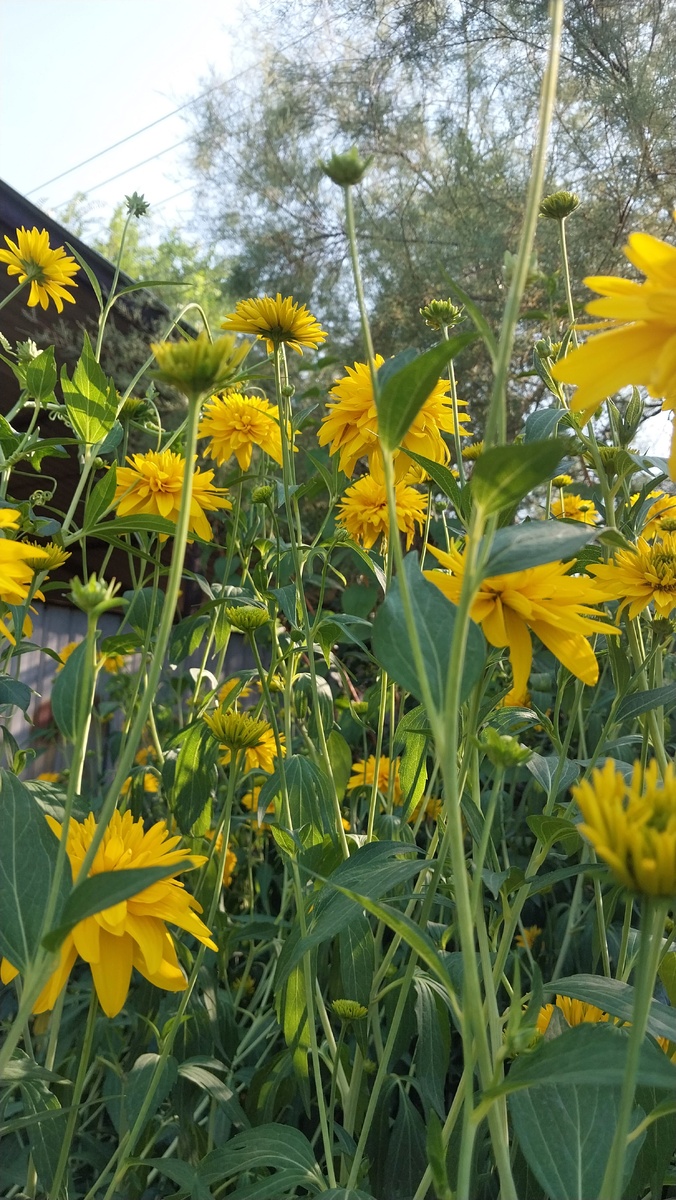 Рудбекия рассеченная