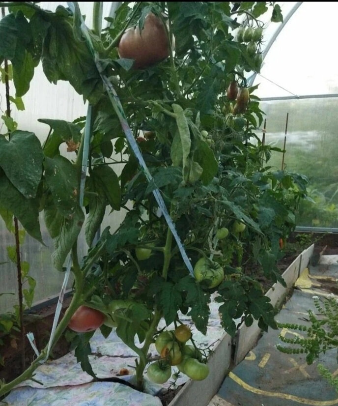 2022 год, теплица