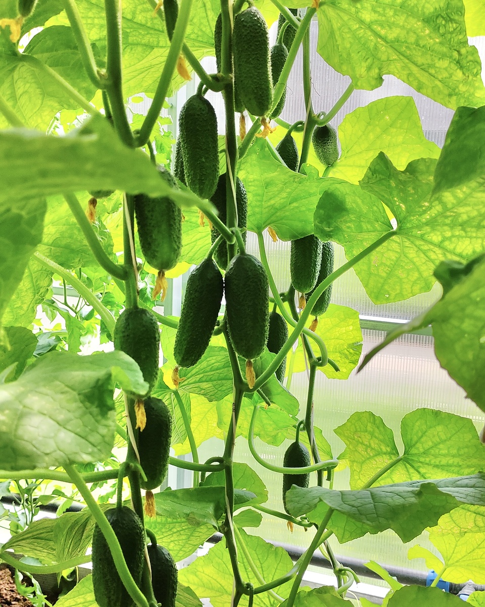 зачем удобрять огурцы