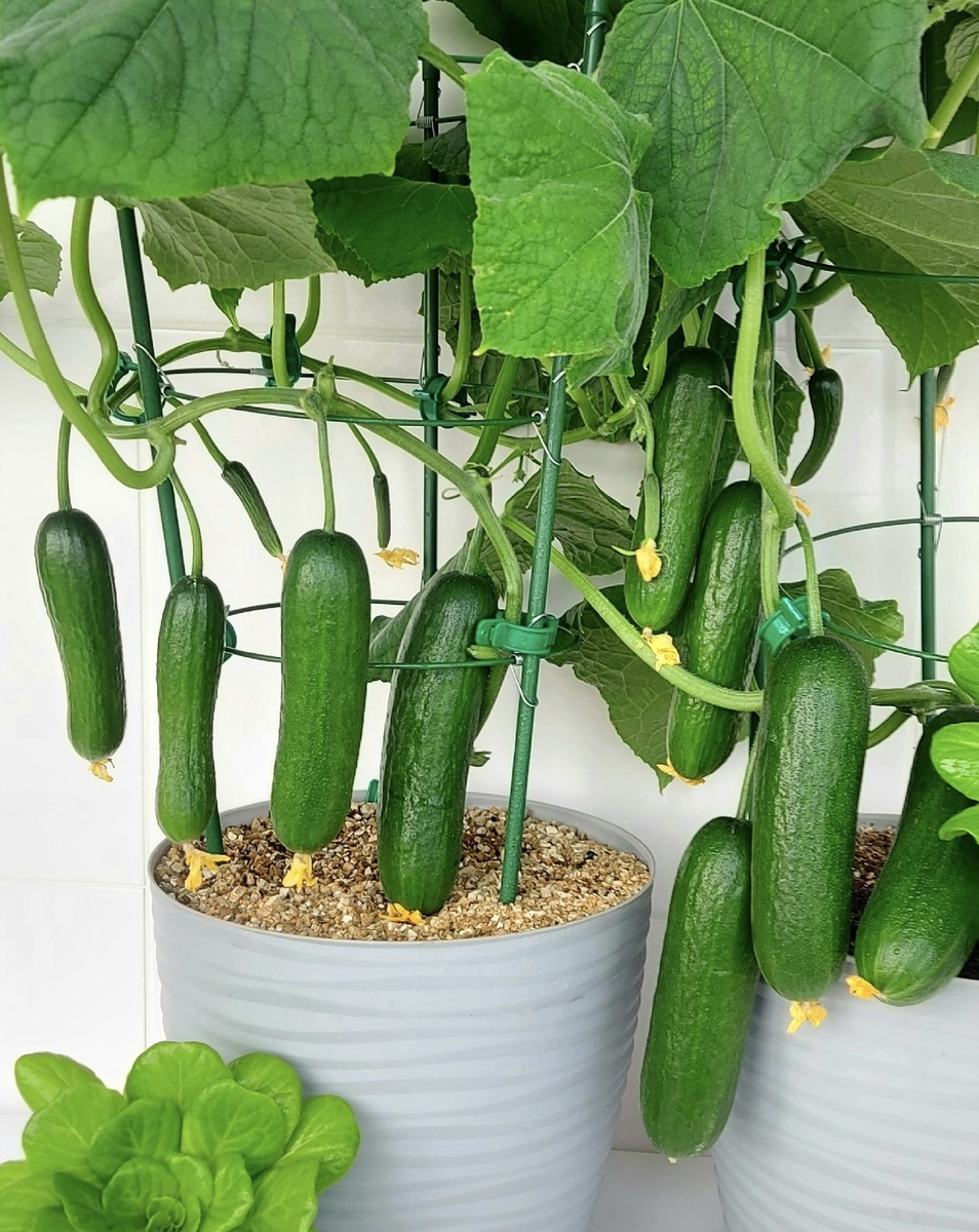 Признаки дефицита питания у огурцов