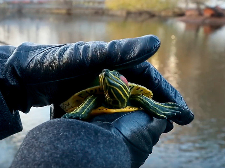     фото: скриншот из видео / Московский зоопарк