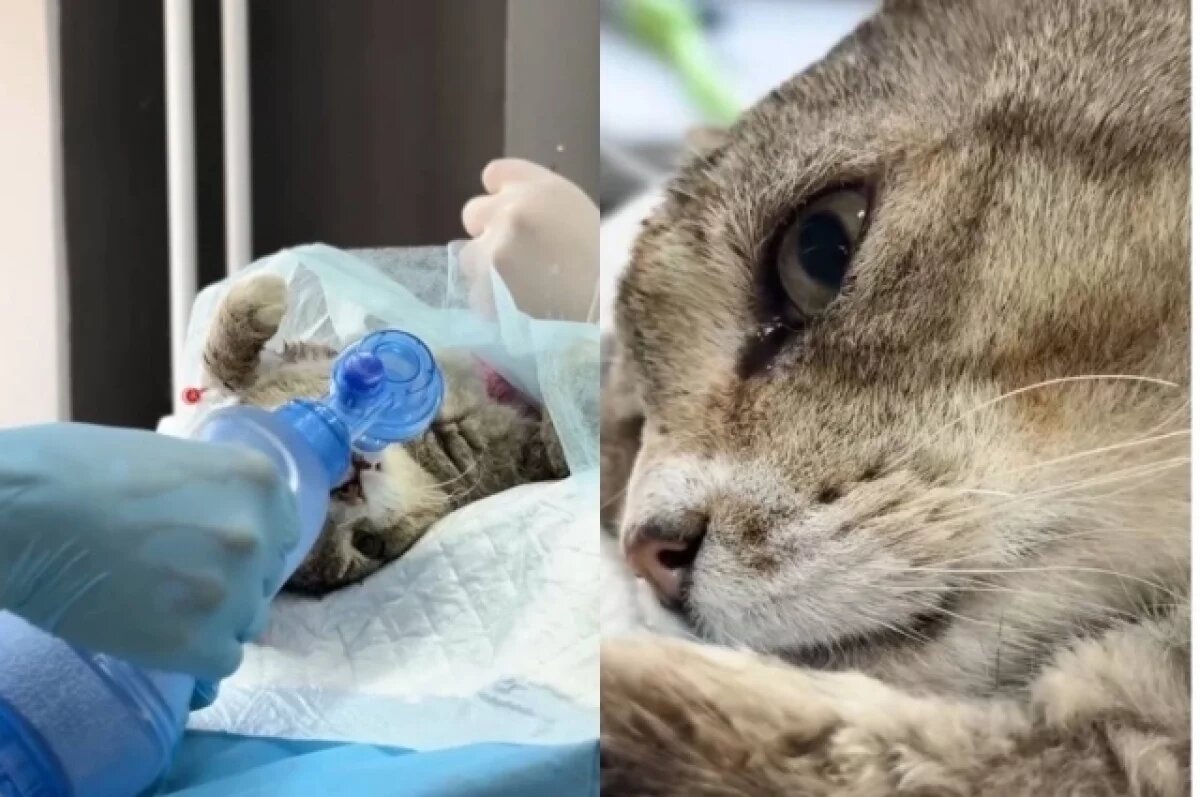    У кота остановилось сердце во время операции.