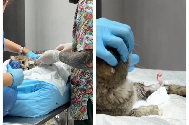    Спустя 8 минут остановки сердца кот начал подавать признаки жизни. Фото: НРОО «База Реабилитации Животных» НСО Кольцово