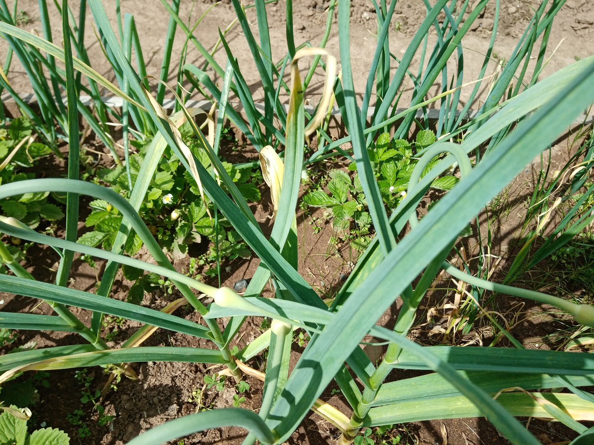 чеснок выгнал стрелки/фото автора