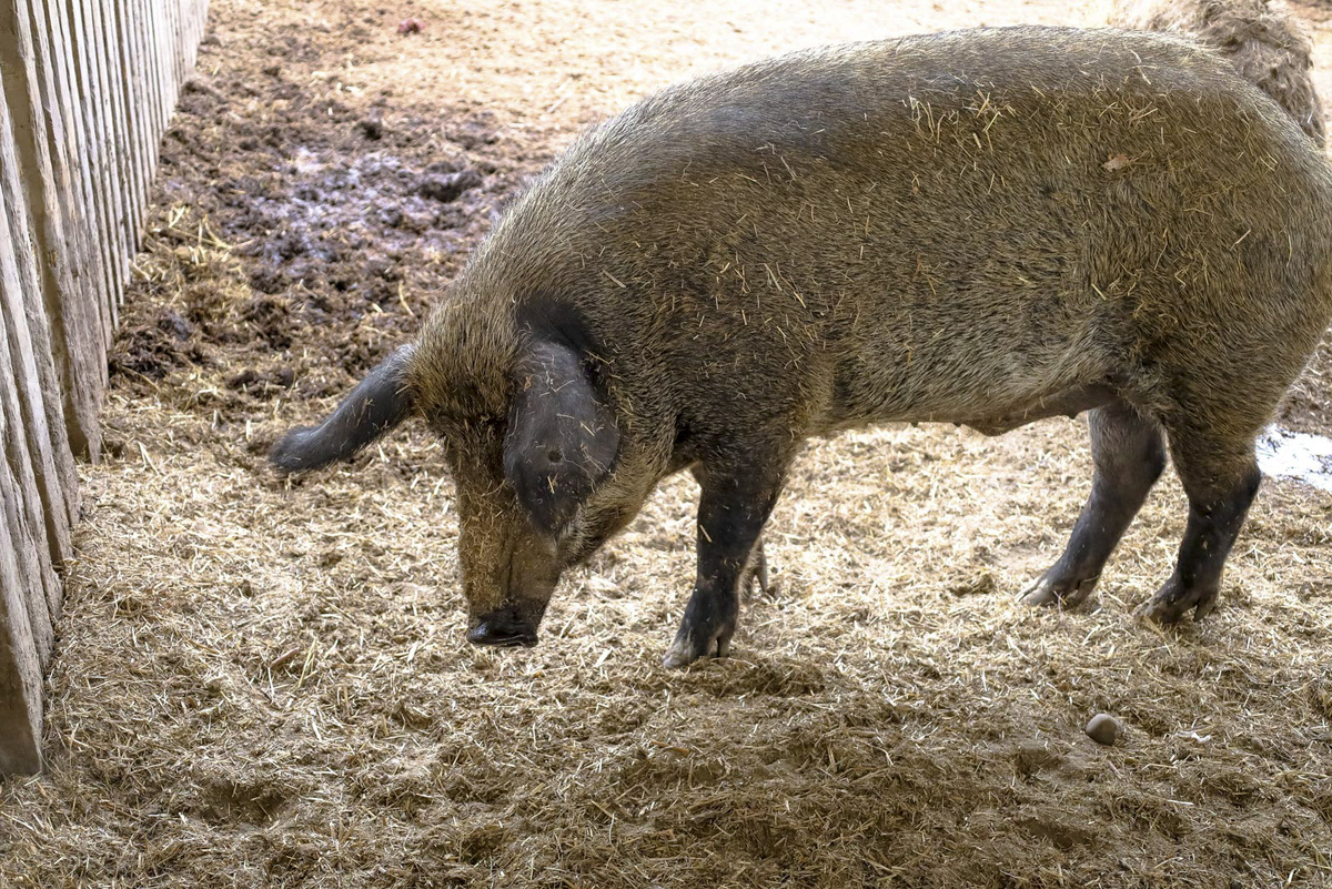 Свиньи свободно расхаживают по улицам Ревды.  Фото: Фото: ФедералПресс / Елена Майорова