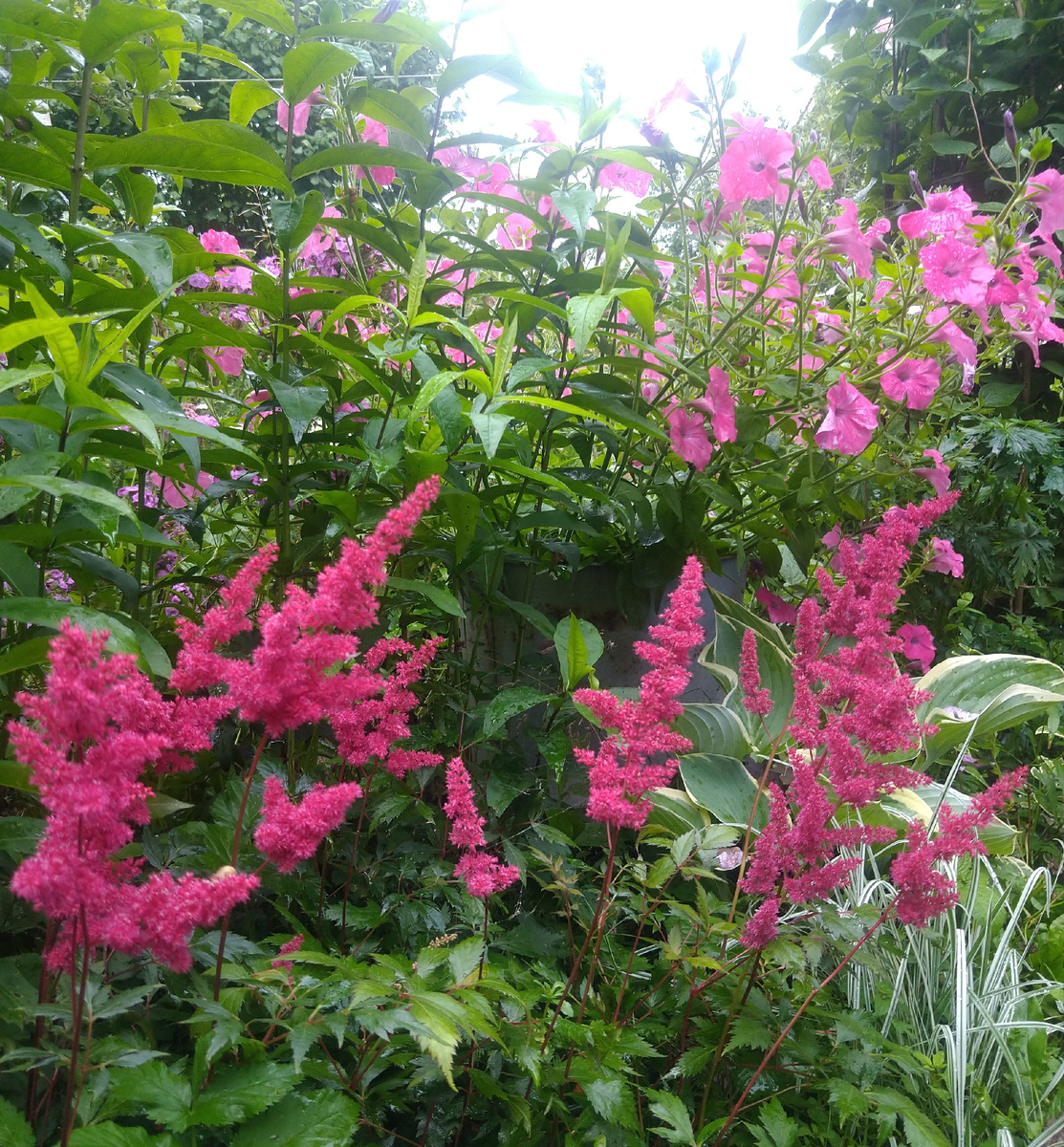 Астильба красно-пурпурная