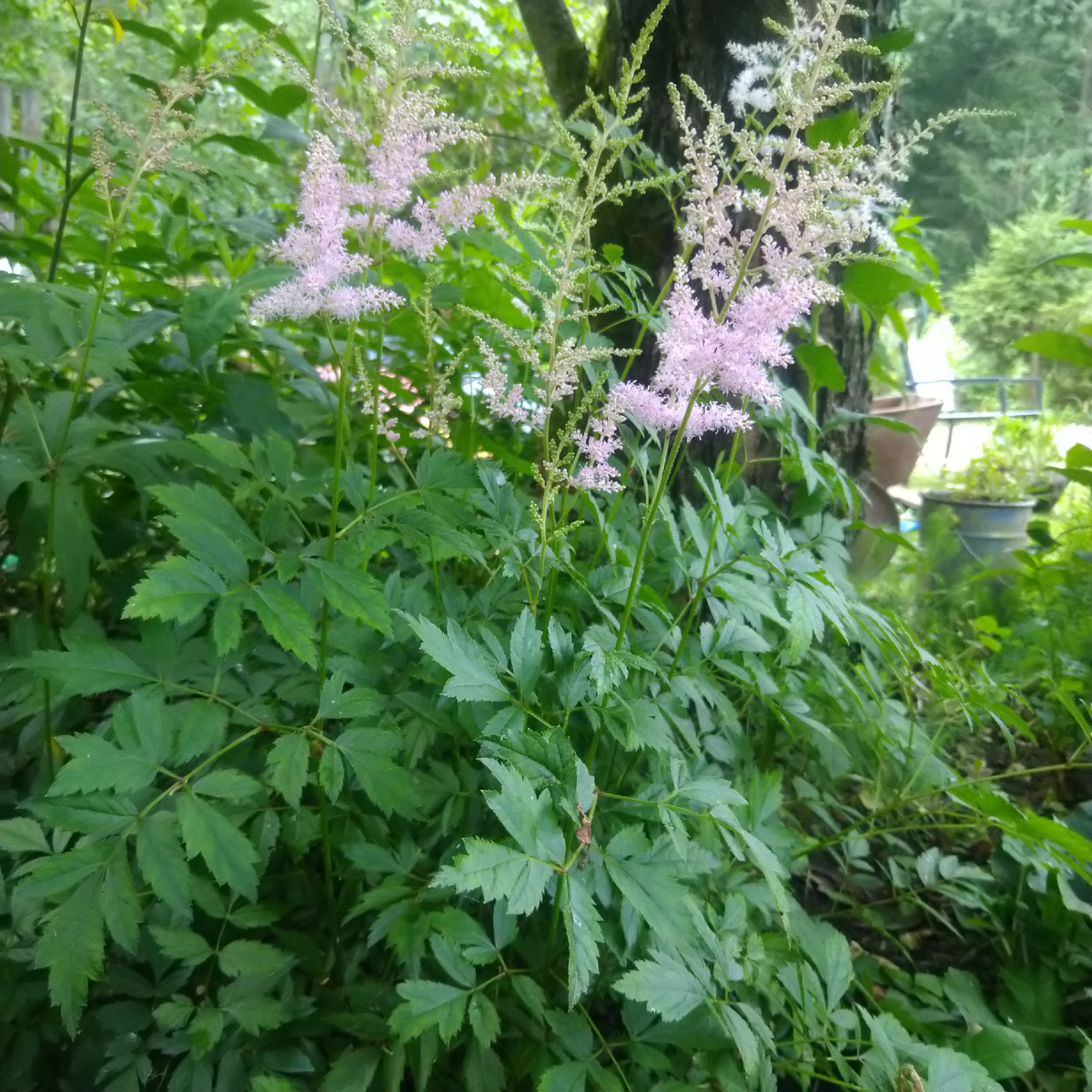 Нежно-сиреневая