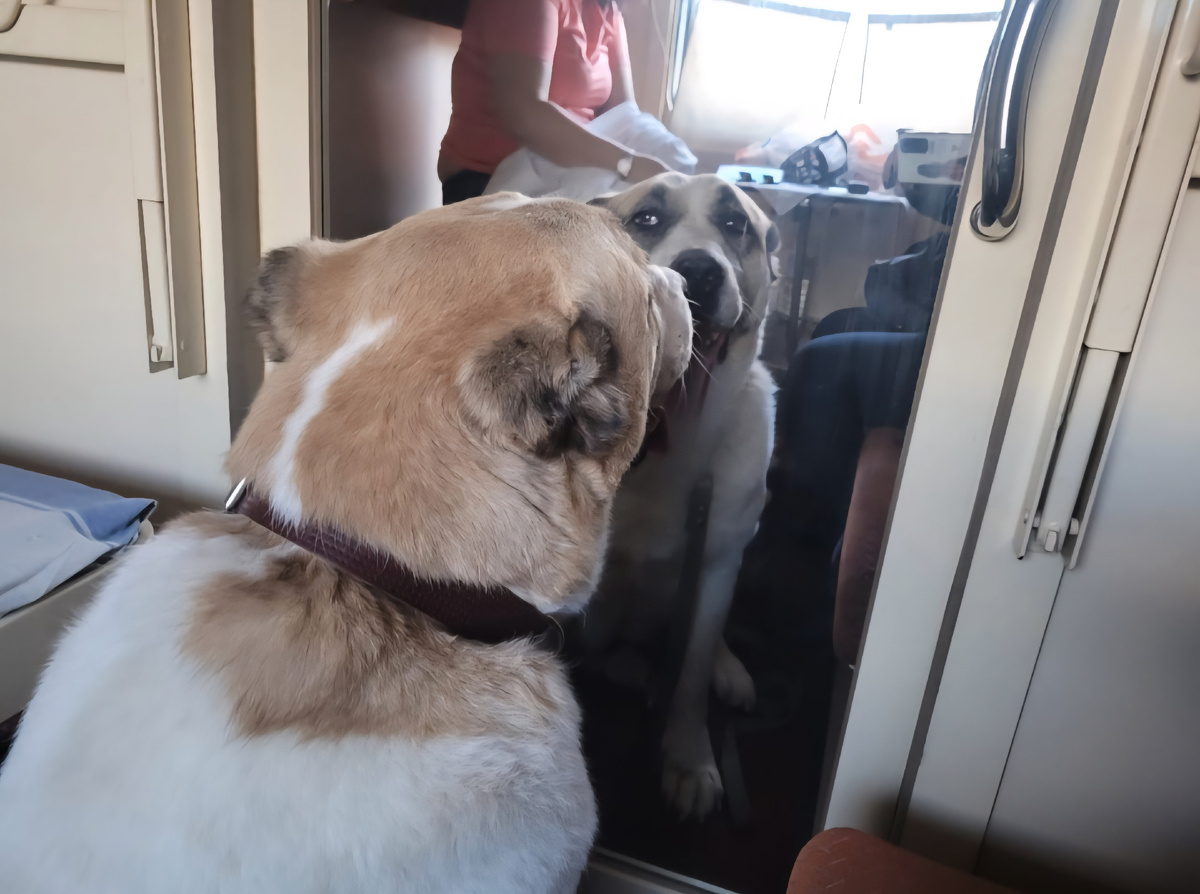 В поезде. Путь в Питер 