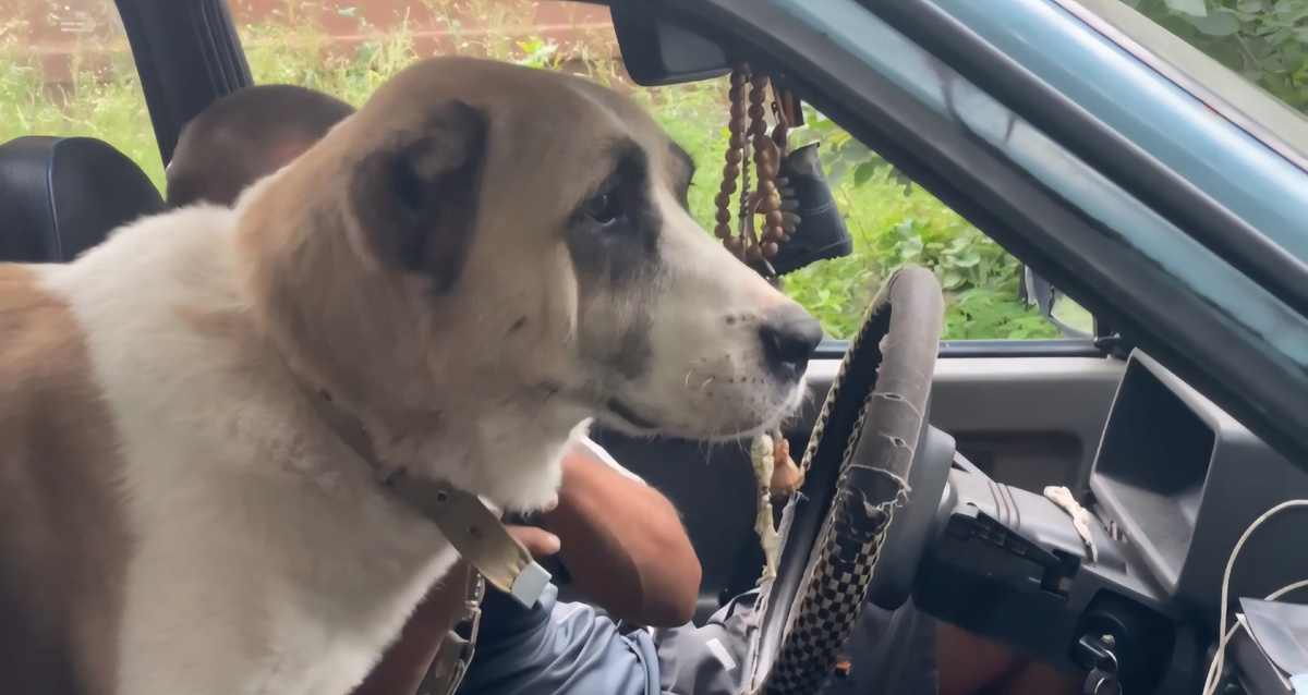 Аза в машине чувствовала себя вполне уверенно 