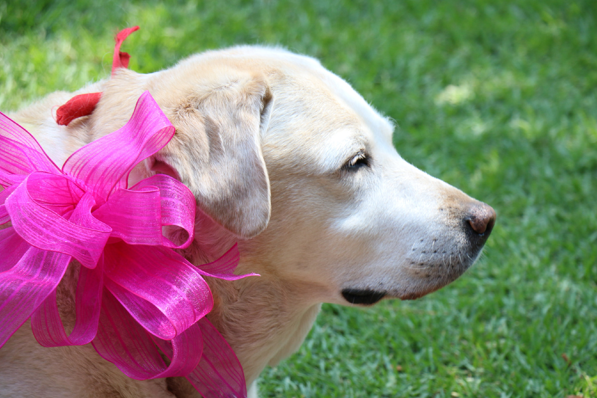 источник фото: https://get.pxhere.com/photo/nature-puppy-dog-animal-green-mammal-garden-life-pets-nose-mono-happiness-rosa-vertebrate-labrador-retriever-dog-breed-retriever-bitch-sunny-day-dog-like-mammal-carnivoran-1196550.jpg