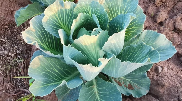    Фото: Лукьянов Дмитрий, AgroXXI.ru