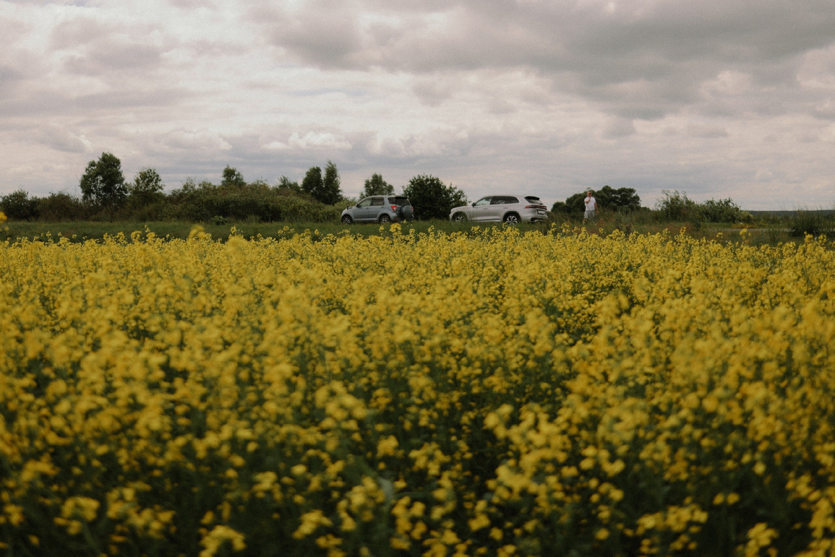 Цветение рапса