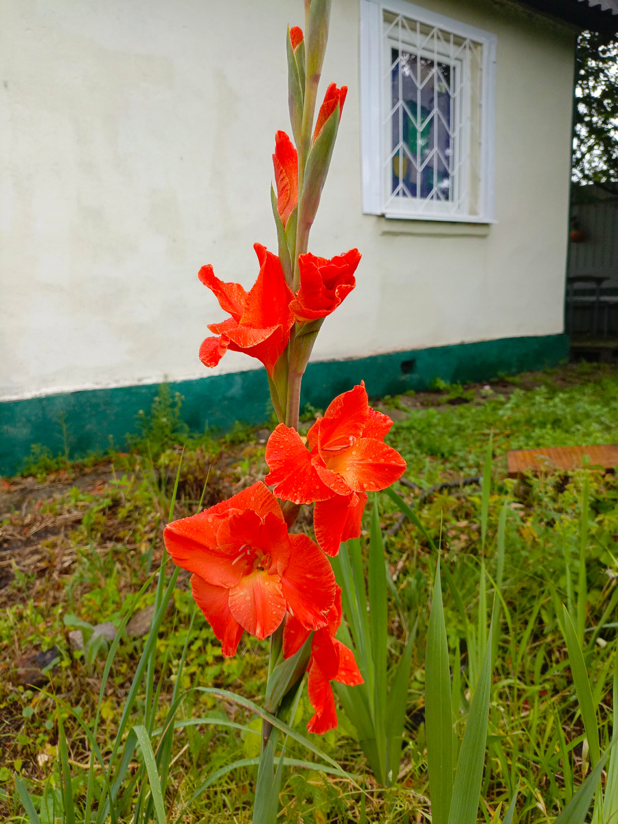 Первый гладиолус в этом году. Фото автора