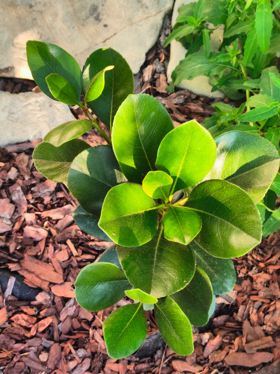 Рафиолепис с шикарными приростами