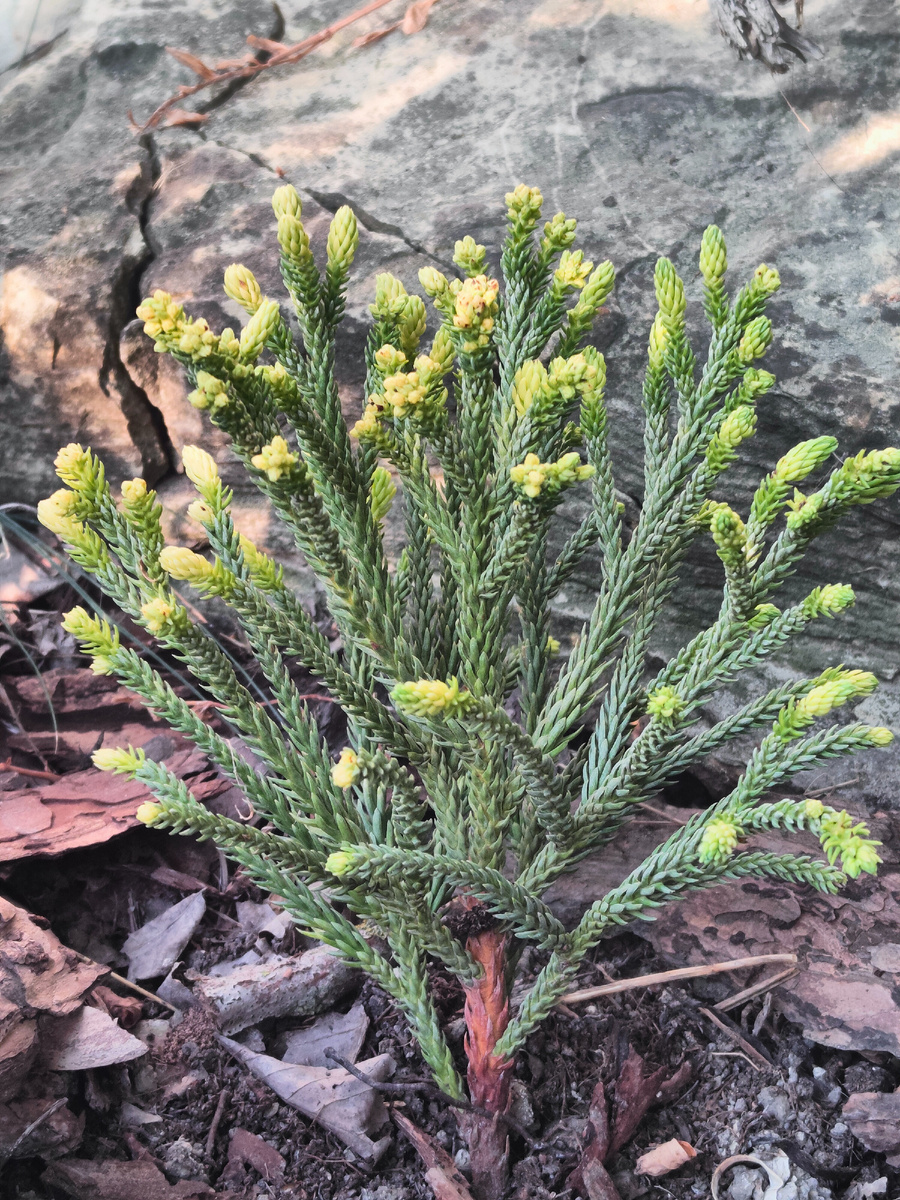 Криптомерия Литл чемпион 